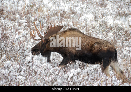 Bull moose in a snowy field Stock Photo