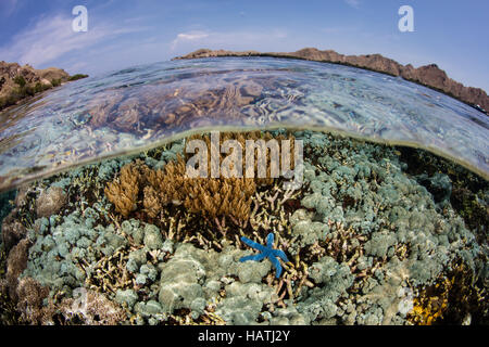 A healthy set of corals grows in shallow water in Komodo National Park. This region is known for its high marine biodiversity. Stock Photo