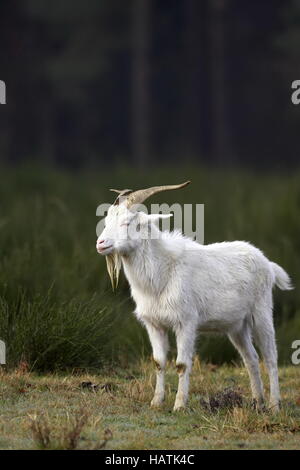 Hausziege - Capra aegagrus hircus - Goat Stock Photo