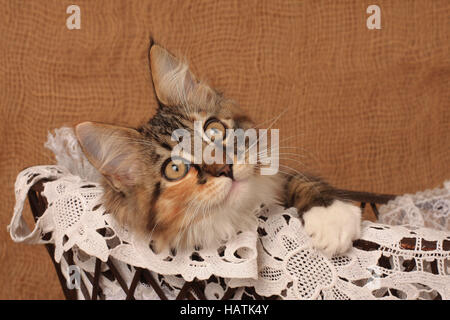 Norwegische Waldkatze, Norwegian forest cat Stock Photo