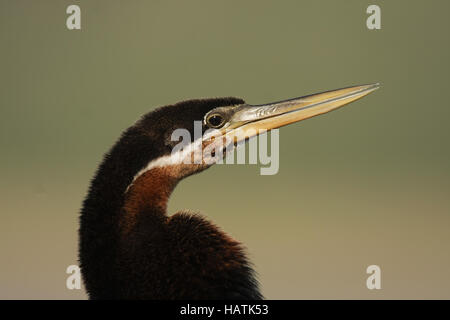 African darter (Anhinga rufa) , Western Cape, South Africa drying its wings  after diving. This bird has no oil in its feathers to reduce bouyancy whil  Stock Photo - Alamy