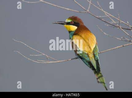 Bienenfresser (Merops apiaster) Stock Photo