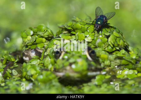 Wasserfrosch (Rana esculenta), edible frog Stock Photo