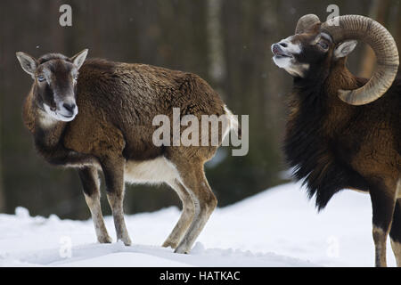 Mufflon, (Ovis orientalis), moufflon Stock Photo