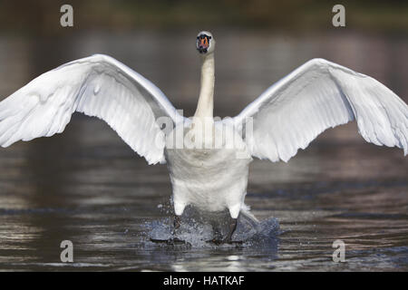 Hoeckerschwan, (Cygnus olor), mute swan Stock Photo