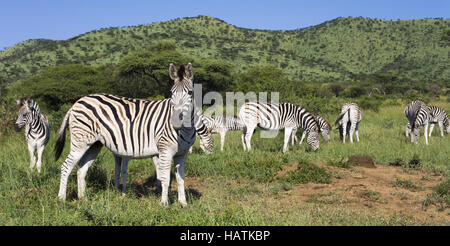 Steppenzebra, (Equus quagga), Plains Zebra Stock Photo