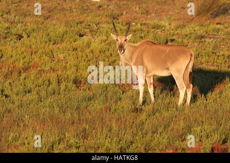 De Hoop Nature Reserve-South Africa Stock Photo