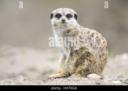 �����峾ä�ԲԳ����� (Suricata suricatta).jpg Stock Photo