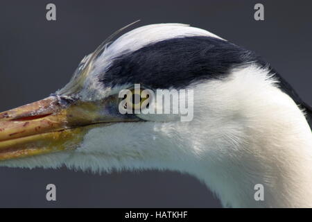 Graureiher - Ardea cinerea - Grey Heron Stock Photo