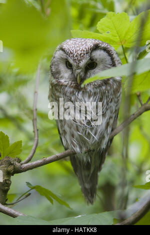 Rauhfusskauz, Aegolius funereus, Boreal owl Stock Photo