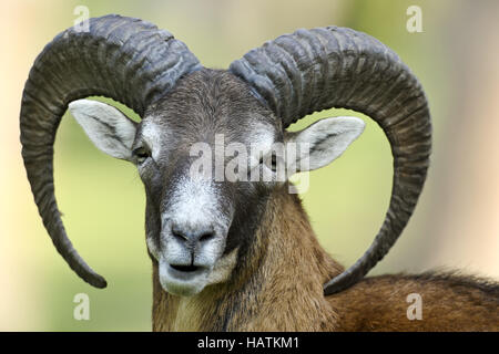 Mufflon-(Ovis-ammon-musimon)2.jpg Stock Photo