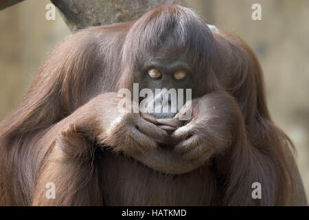 Orang Utan, Pongo pygmaeus, Orang-outang Stock Photo