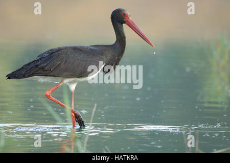 Schwarzstorch / Black Stork / Ciconia nigra Stock Photo