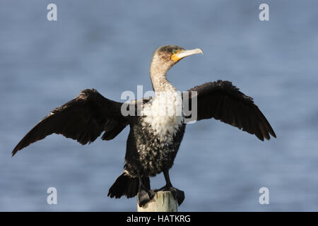 White-breasted Cormorant - South Africa Stock Photo