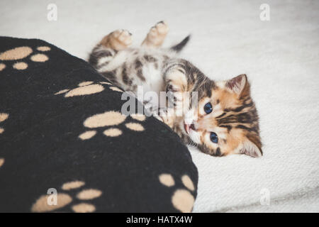 Cute bengal kitten Stock Photo