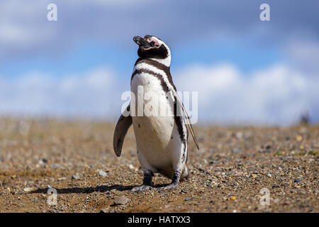 Magellanic penguin in Isla Magdalena in Patagonia Stock Photo