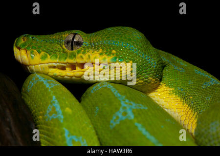 Green Tree Python Stock Photo