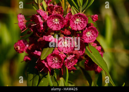 moor rose - Kalmia angustifolia Stock Photo
