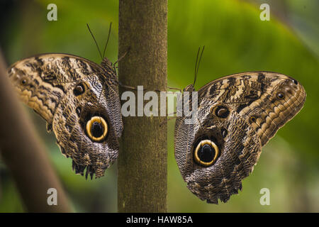 forest giant owl, Caligo eurilochus Stock Photo