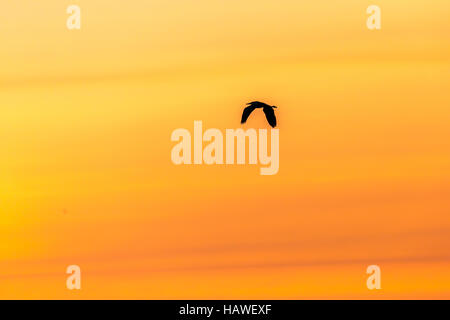 A silhouette of a Great blue heron flying in an orange sunset. Stock Photo