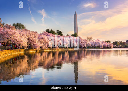 Washington DC, USA at the tidal basin with Washington Monument in spring season.