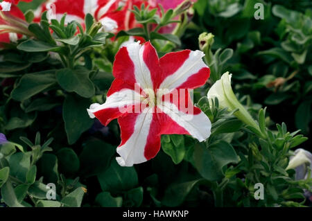 Striped red and white petunia flowers Stock Photo