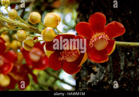 Couroupita guianensis, cannonball tree. Tree from Guiana with large, fragrant flowers borne on long tangled stems on main trunk below the foliage bran Stock Photo