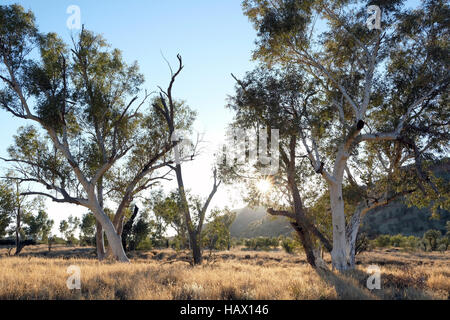 Gum trees in Honeymoon Gap, MacDonnell Ranges, Northern Territory, Central Australia Stock Photo