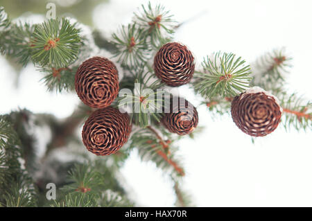 snow on evergreen branches Stock Photo