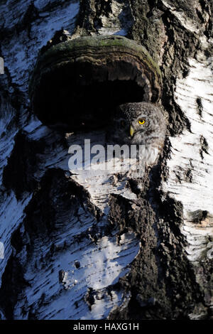 Pygmy Owl (Glaucidium passerinum) in the hollow of birch tree. Moscow, Russia Stock Photo