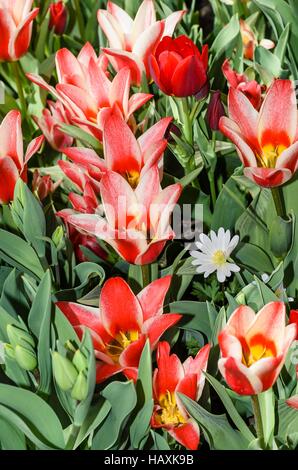 Tulpenbeet Stock Photo
