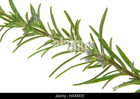 Rosemary (Rosmarinus officinalis) Stock Photo