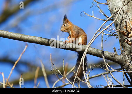 Cute red squirrel sitting on a tiny tree branch Stock Photo