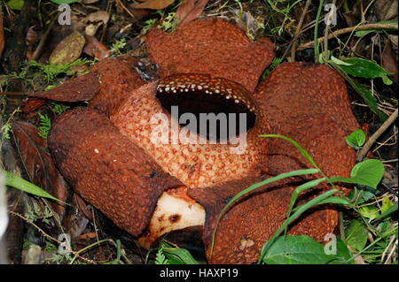 Rafflesia keithii.  Kinabalu Park, Sabah, Borneo, Malaysia, Southeast Asia. Stock Photo