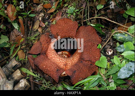 Rafflesia keithii.  Kinabalu Park, Sabah, Borneo, Malaysia, Southeast Asia. Stock Photo