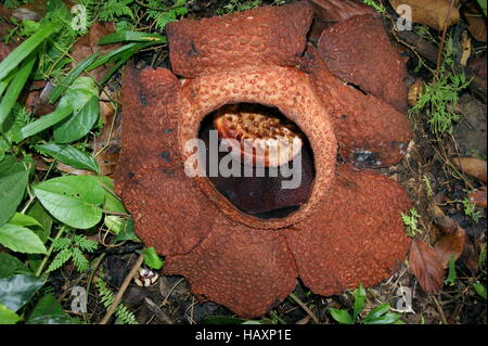 Rafflesia keithii.  Kinabalu Park, Sabah, Borneo, Malaysia, Southeast Asia. Stock Photo