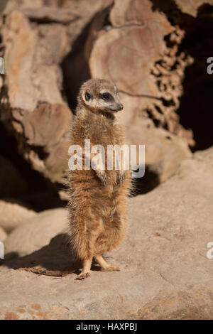 Standing Meerkat Stock Photo