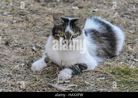 Cat lays in the grass Stock Photo