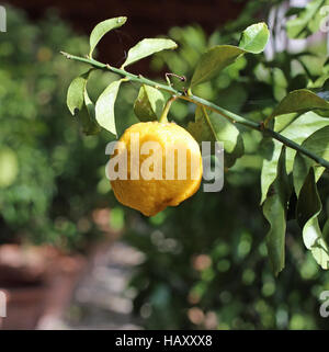 yellow lemon mediterranean in the greenhouse orangery Stock Photo