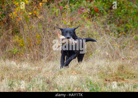 Black Labrador retrieving partridge on game shoot in Norfolk mid November Stock Photo