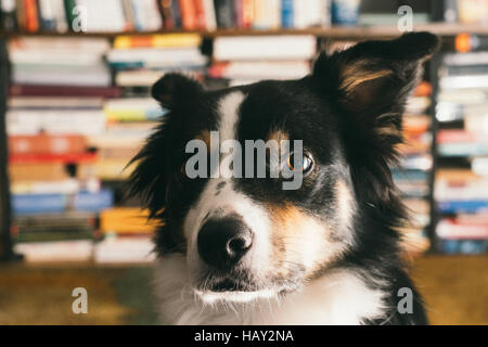 A border collie sits in front of a stack of books. Stock Photo