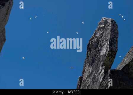 Butterflies flying above the summit of a peak in Oregon's Wallowa Mountains. Stock Photo