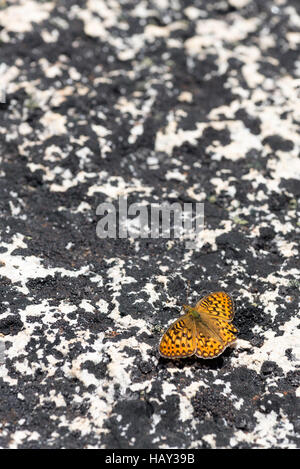 Fritillary butterfly on a peak in Oregon's Wallowa Mountains. Stock Photo