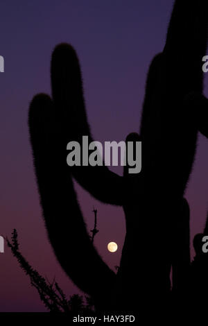 Landscape With Saguaro Cacti, New Mexico, Usa Stock Photo - Alamy