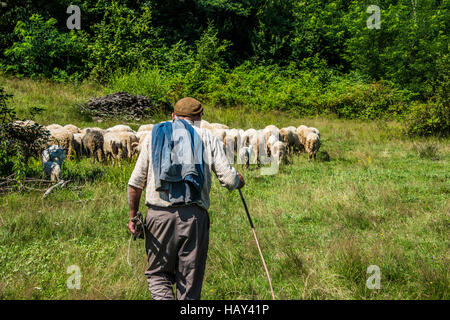 shepherd in field with big number of sheep Stock Photo