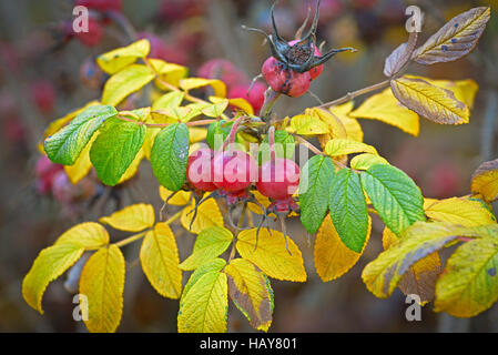 Autumn harvest of berries of wild rose hips. Stock Photo