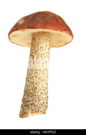 Mushroom (Leccinum scabrum) Stock Photo