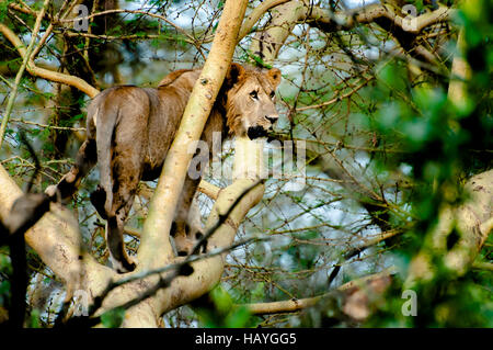 Young Lion in Tree Stock Photo