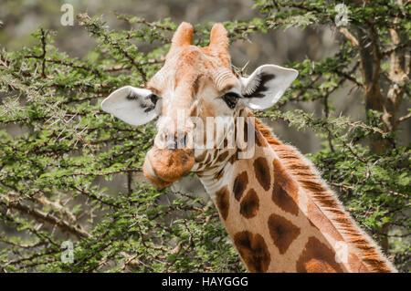 Giraffe Eating Acacia Leaves Stock Photo