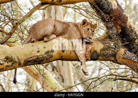 Lioness in the Tree Stock Photo